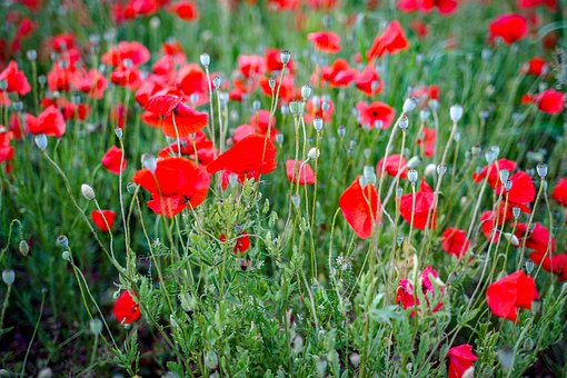 Free Poppy Poppies photo and picture