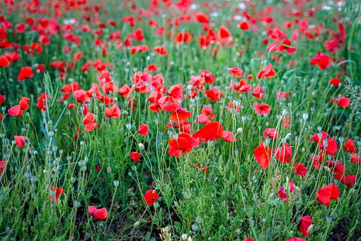 Free Poppy Poppies photo and picture