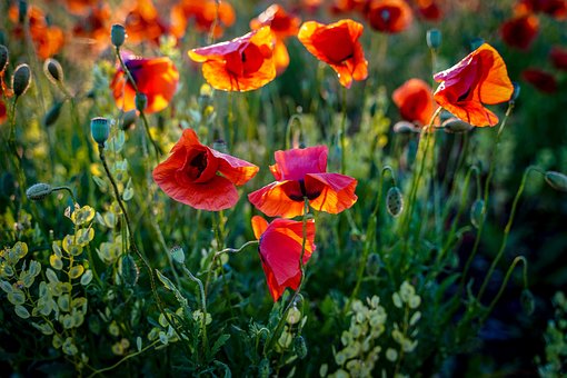 Free Poppy Poppies photo and picture