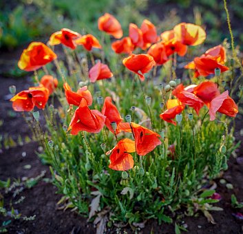 Free Poppy Poppies photo and picture