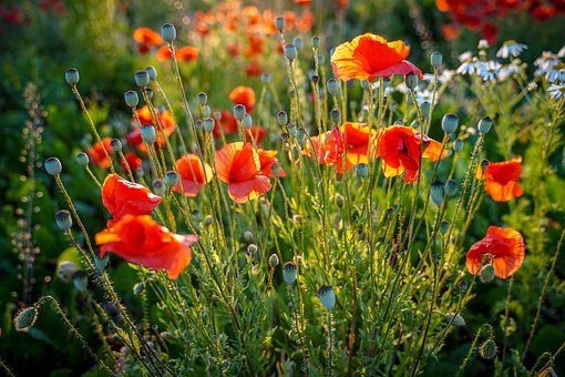 Free Poppy Poppies photo and picture