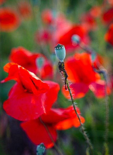 Free Poppy Poppies photo and picture
