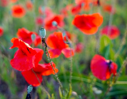 Free Poppy Poppies photo and picture
