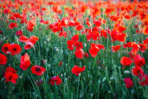 Free Poppy Poppies photo and picture