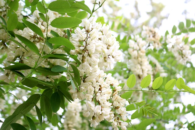 Acacia Bloem, Acacia, Bloem, Plant, Tuin