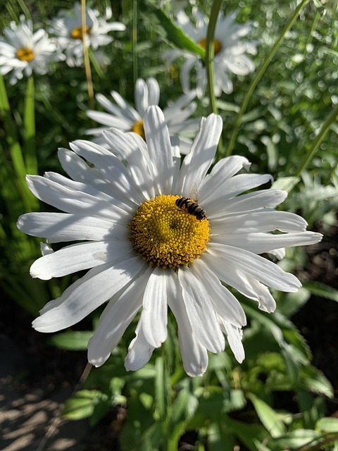 Free Daisy Flower photo and picture