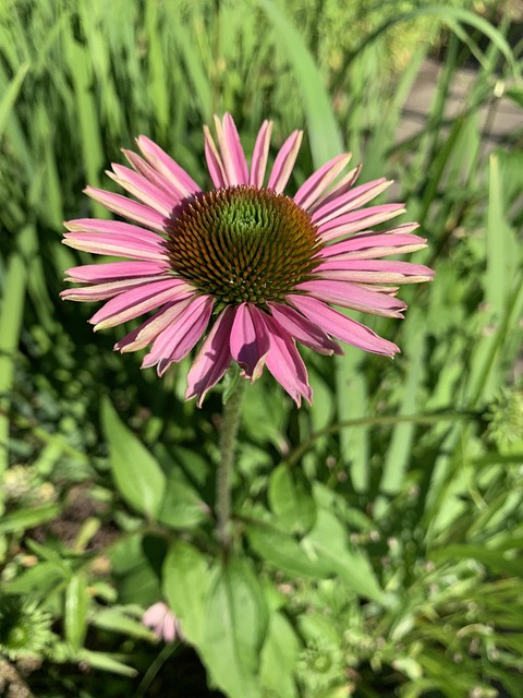 Free Flower Garden photo and picture