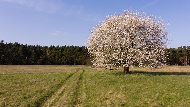 Natureza, Árvore, Flores, Primavera