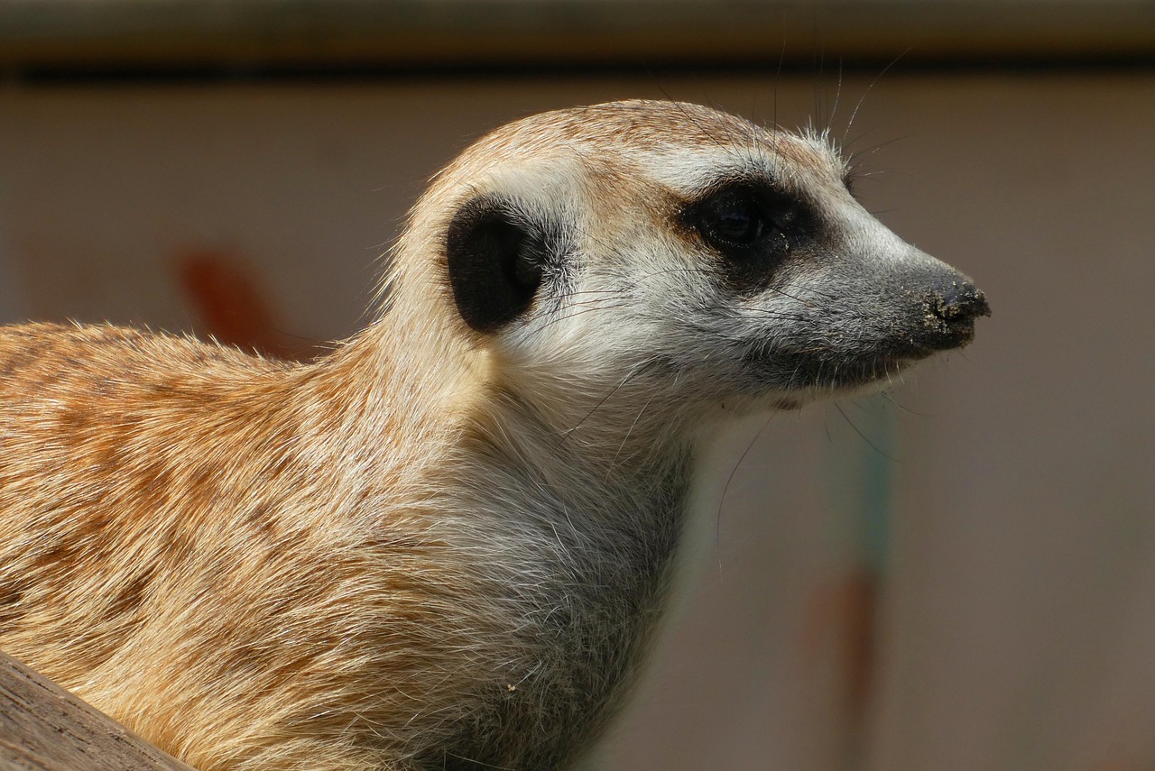 猫鼬 动物公园 Faunapark - Pixabay上的免费照片 - Pixabay