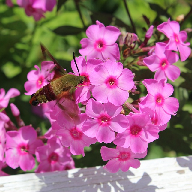 Hummingbird Nachtvlinder, Roze Bloemen