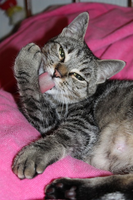 Kat, Katachtig, Schattig, Dier, Huisdier