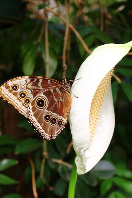 Vlinder, Bloem, Tuin, Brown, Wit
