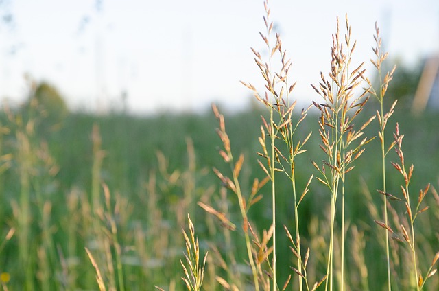 Free Meadow Sun photo and picture