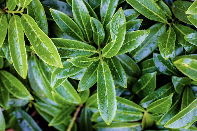 Verde, Sale De, Naturaleza, Hoja, Árbol