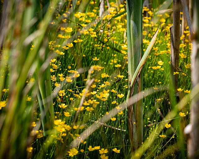 Bloemen, Geel, Gras, Bloom, Zomer, Flora