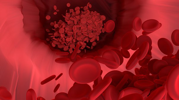 Free Red Blood Cell Blood Vessel illustration and picture
