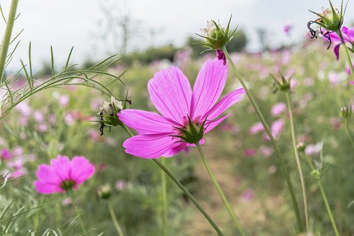 Free Pink Wild Flower Cosmos photo and picture