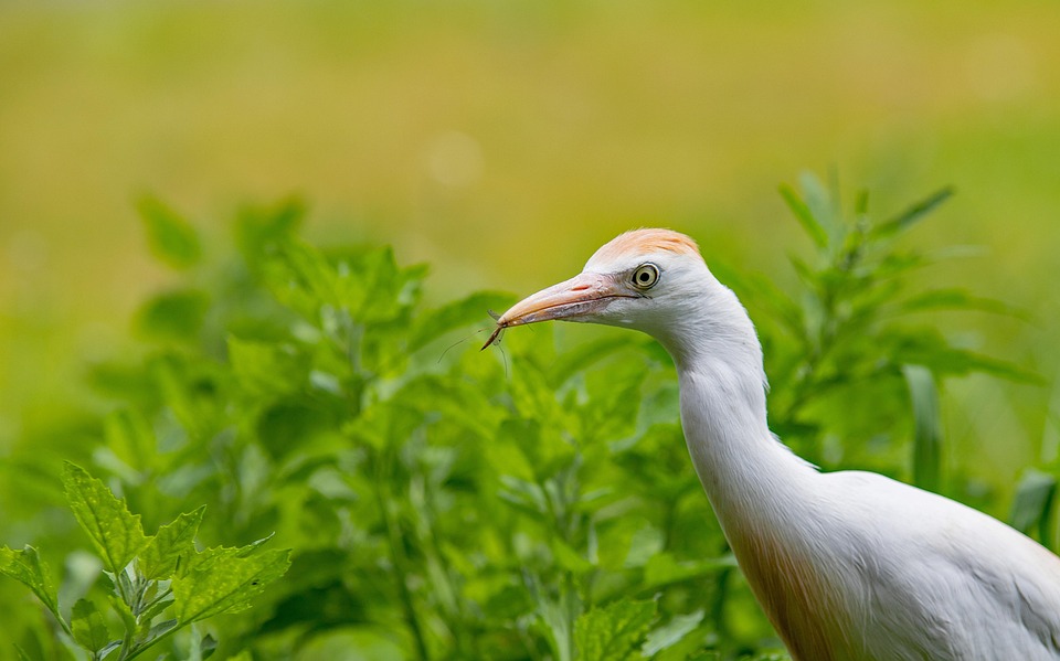 Airone Guardabuoi Uccello Natura Foto Gratis Su Pixabay