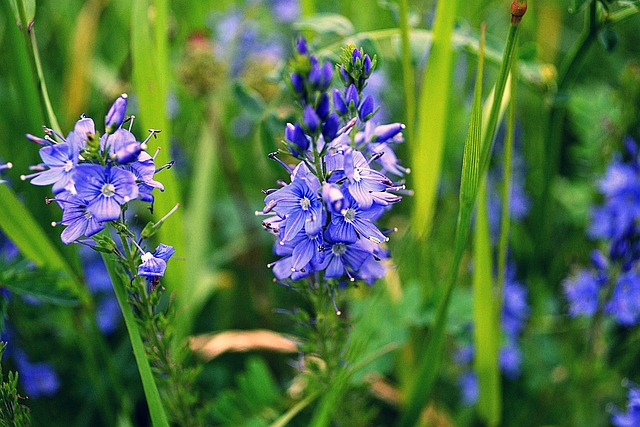 Blumen, Lila, Natur, Pflanze, Blüte