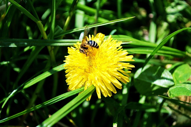 Löwenzahn, Gelb, Natur, Sommer, Pflanze