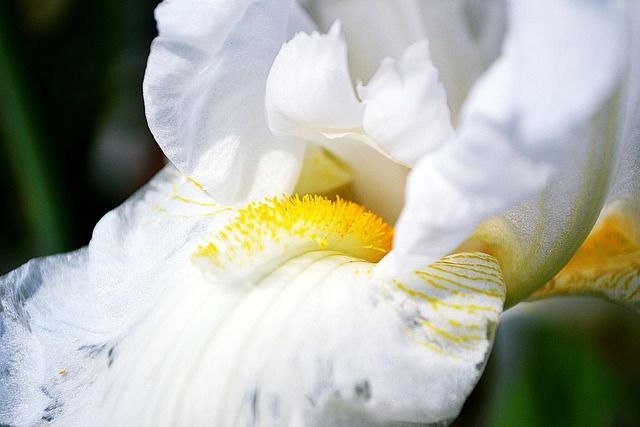 Weiß, Blume, Blüte, Garten, Feder