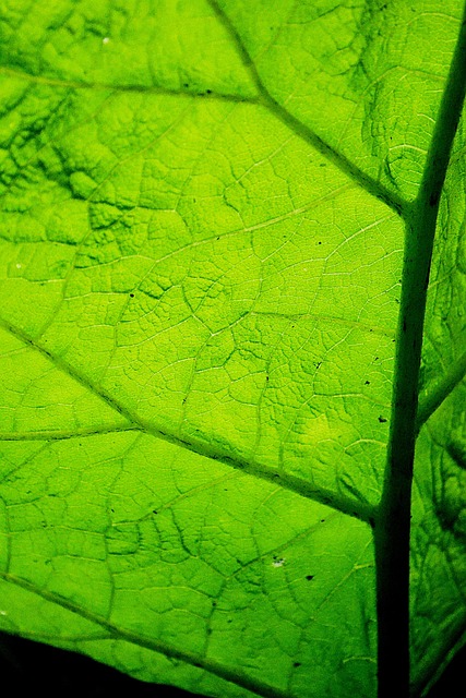 Blatt, Nahaufnahme, Natur, Grün, Pflanze