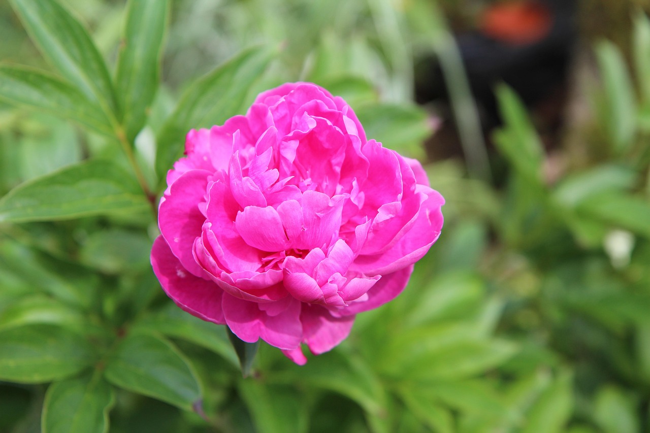 Peony - free online jigsaw puzzle photo