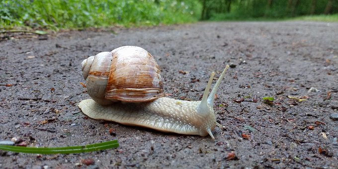 Schnecke, Riesen-Schnecke