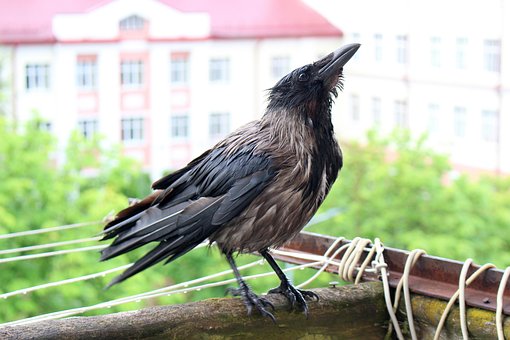 Crow, Vogel, Balcony, Summer, Grüns