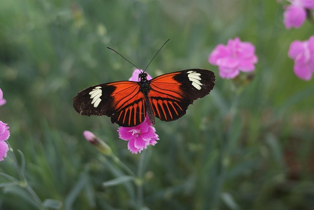 Schmetterling, Heliconius Melpomene