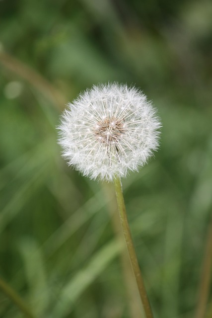 Mælkebøtte, Smukke Blomster, Blomst