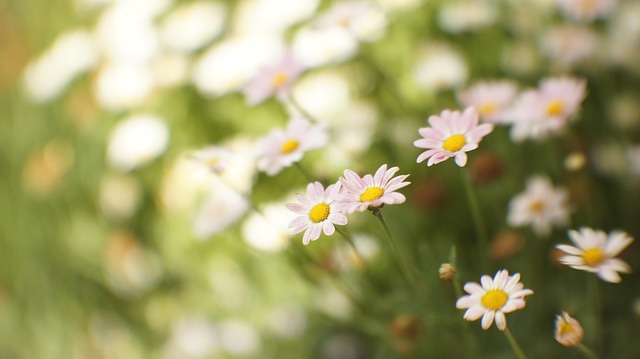 Blomster, Forår, Natur, Blomst Baggrund