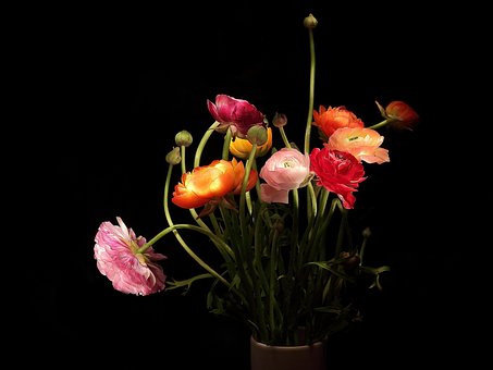 Free Ranunculus Strauss photo and picture
