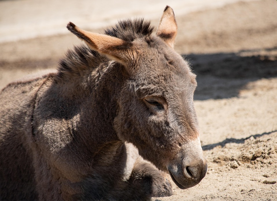 Âne Commun Mammifère Animal - Photo gratuite sur Pixabay