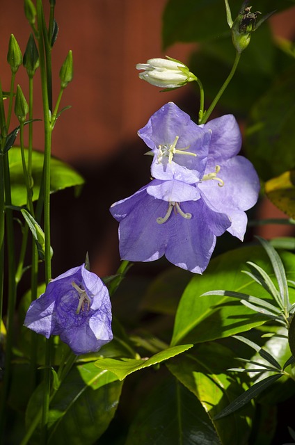 Free Campanula Flower photo and picture