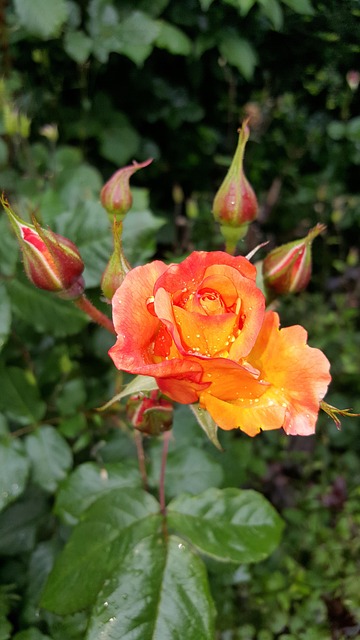 Free Rose Plant photo and picture