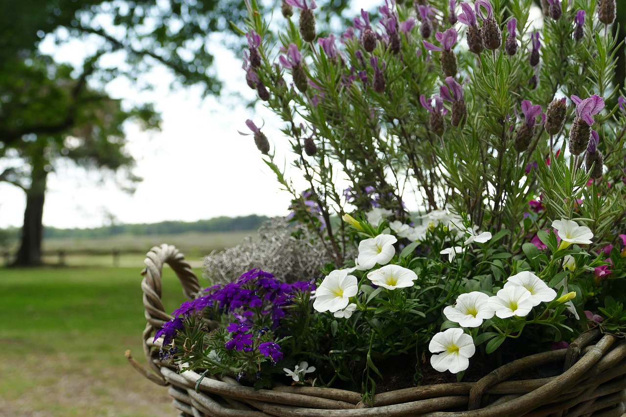 blumenkasten sale Aktion !! Hochwertiger Pflanzkasten Breite ca. 50 cm breit und ca. 25  La  Casa