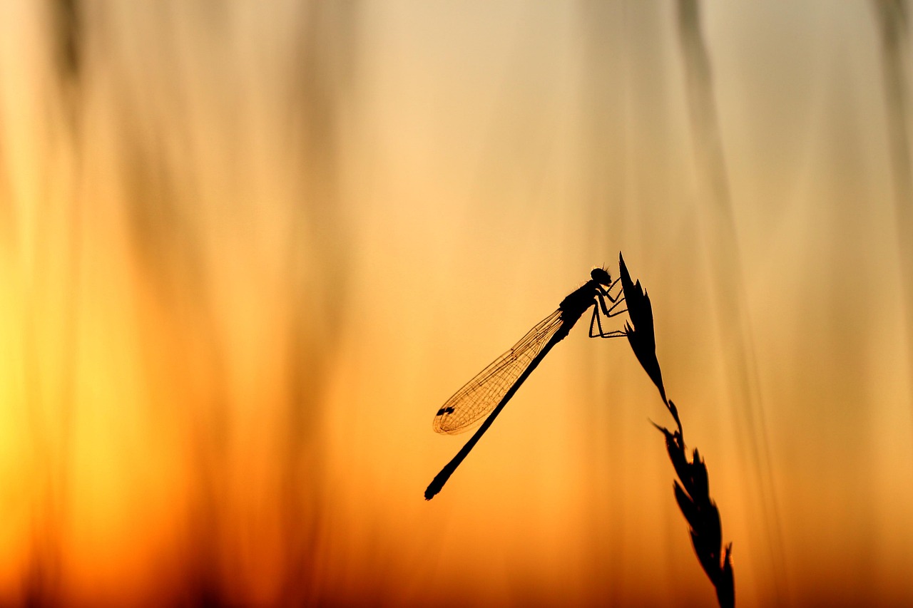 Dragonfly - free online jigsaw puzzle photo