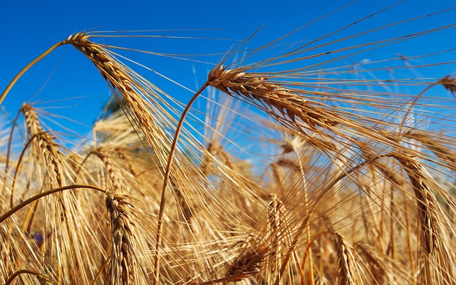 Trigo, Campo, Natureza, Fechar-Se, Verão
