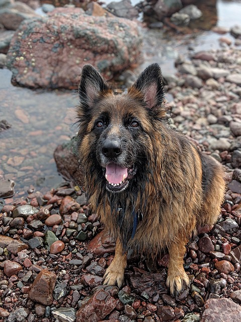 Free Dog German Shephard photo and picture