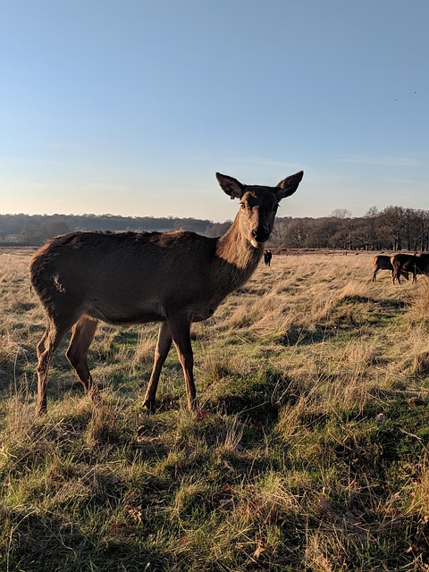 Free Deer Animal photo and picture