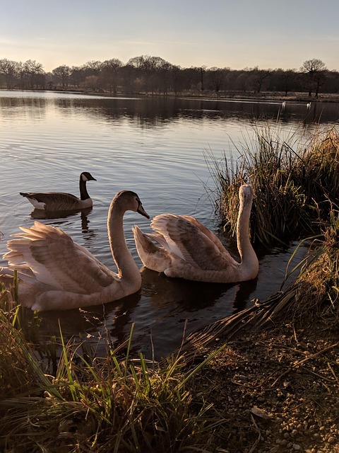 Free Swans Swan photo and picture