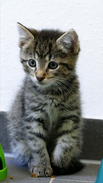 700+ kostenlose Katzenbaby und Haustier-Bilder - Pixabay