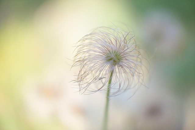 Græs, Plante, Forår, Natur, Grøn, Have
