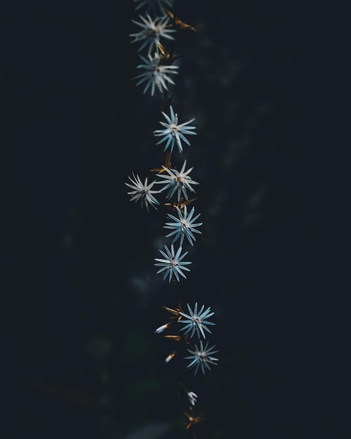 Free Flowers Bloom photo and picture