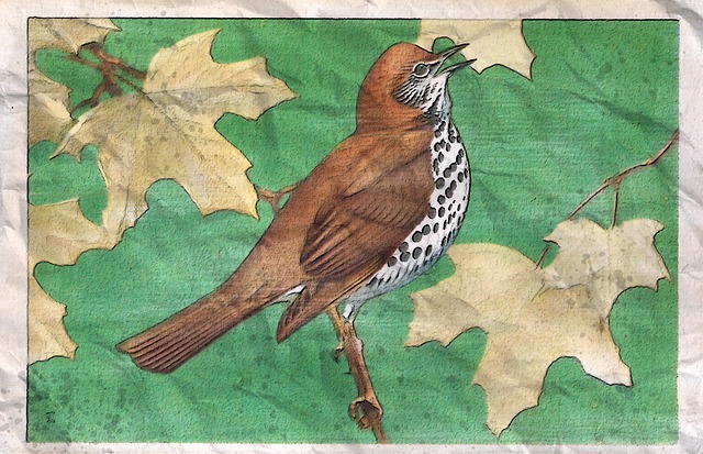 Free wood thrush wild bird illustration