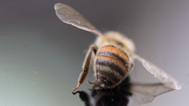 Free Bee Bee Deaths photo and picture