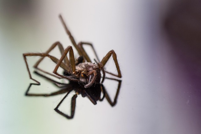 Free Spider Insect photo and picture
