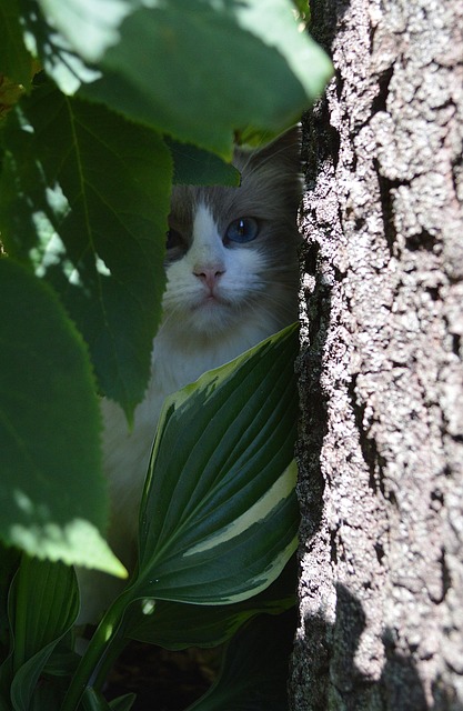 Free Ragdoll Cat photo and picture