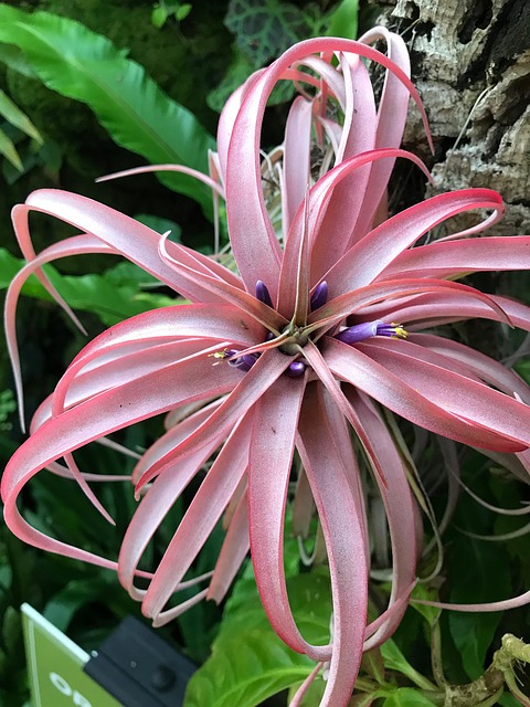 Tropisch, Plantaardige, Bloem, Natuur